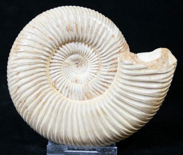 Perisphinctes Ammonite - Jurassic #16532